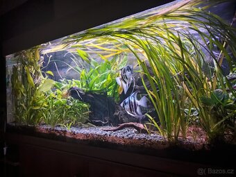 Akvárium - 5