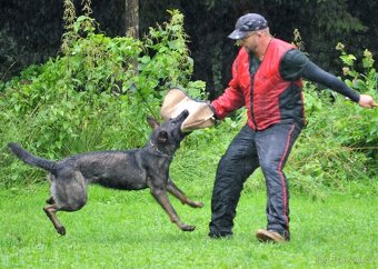 Německý ovčák - štěně s PP - 5