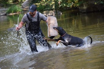 Dobrman - štěňata s FCI PP - 5
