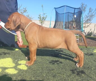 Rhodesian ridgeback s PP- Maisha Mazuri - 5