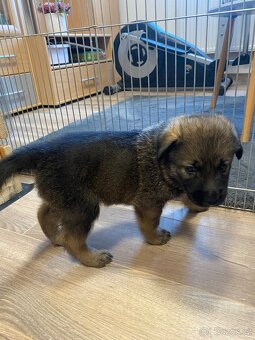 Štěňátka z mixu BOxLabrador s NOxHusky - 5