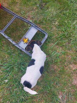 Jack Russell teriér štěňata - 5