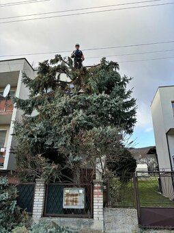 Rizikové i normální kácení - 5