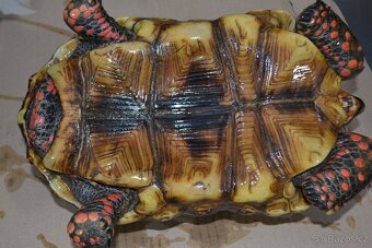 DOSPĚLÝ SAMEC ŽELVY UHLÍŘSKÉ 4,2 kg - 5