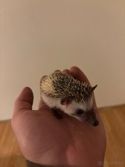 Ježek bělobřichý - 5