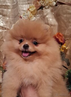 Pomeranian s PP FCI - 5