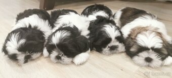 Shih-tzu s PP poslední štěňátko (shih tzu , shitzu, si-tzu) - 5