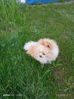 Pomeranian krytí - 5