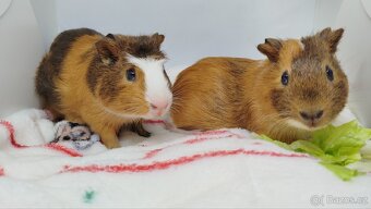 Morče, morčata, morčátko - JACOB a JAMES - 5