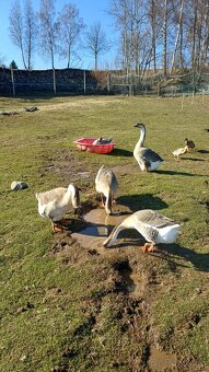 Husa labutí pár - 5