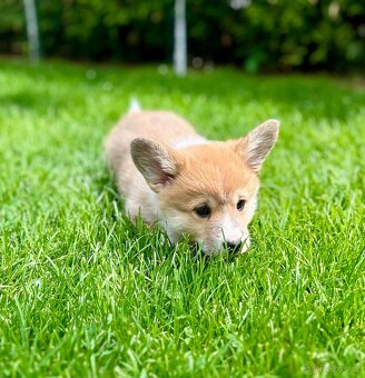 Welsh Corgi Pembroke - 5
