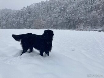 Flat Coated Retriever - štěňata bez PP - 5