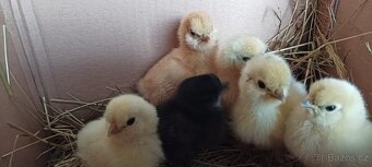 Cemani kuřata a násadová vajíčka hedvabničky - 5