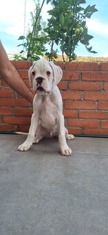 Nemecký boxer s PP Biely pes - 5