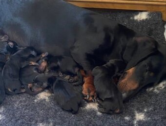 Trpasličí jezevčík štěňátka - 5