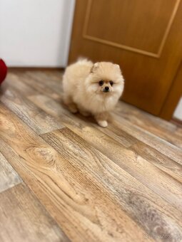 Pomeranian s PP - 5