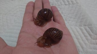 Achatina / africký šnek - 5
