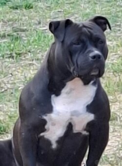American Bully psik standard - 5