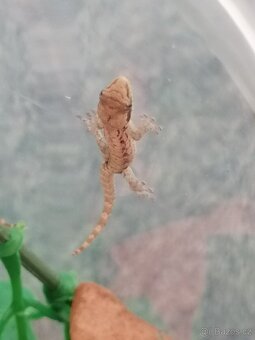Mláďata Gekon Panenský /Ludodactylus Lugubris - 5
