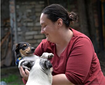 Krátkosrstá kolie s PP štěně - trikolorní pejsek - 5