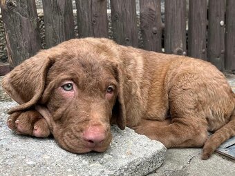 Chesapeake bay retriver (jako hnědý labrador, retrívr) s PP - 5