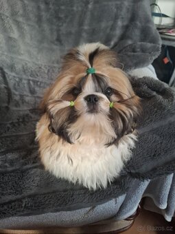 Shih tzu s PP / shi-tzu / shih ... - 5