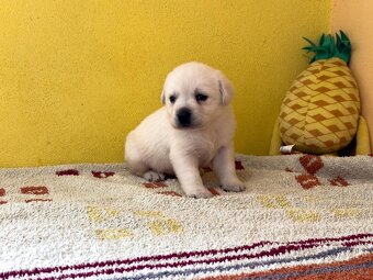 Labrador retriever - 5