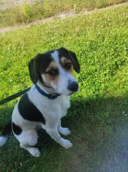 Vychované 5ti měsíční Štěně Jack Russel - 5