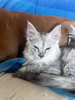 kotatko maine coon s PP/Frost - 5