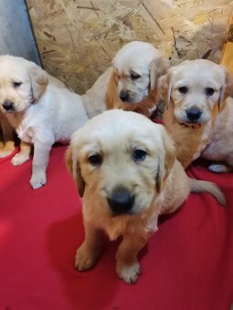 Zlatý retriever - 5