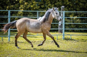 QH roční valášek- Při rychlém jednání cena 110.000,- - 5