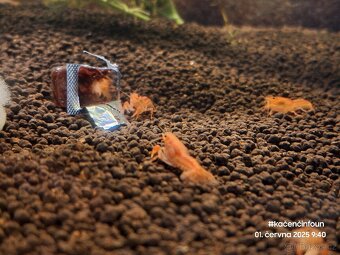 CPO mini ráček - Cambarellus patzcuarensis orange - 5