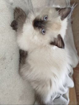 Ragdoll koťátka bez PP - 5