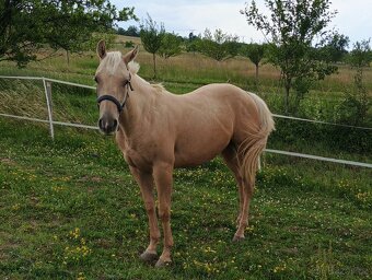 Aqh Valach Palomíno - 5