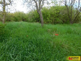 Znojmo, zahrada 609 m2, elektřina, voda, ovocné stromy - zah - 5