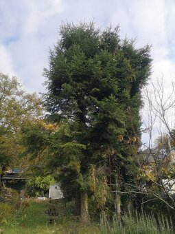 Prodám chvojí z jedle bělokoré - 5