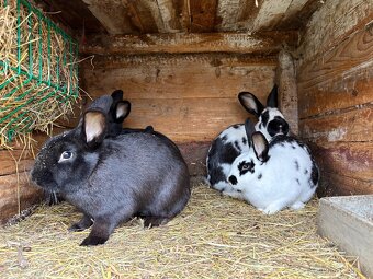 Prodám Králíky - 5