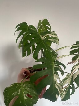 Monstera Deliciosa Albo Variegata - 5