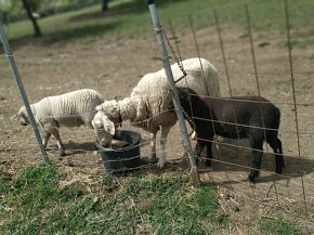 Ovce ,jehnice, beránci - 5