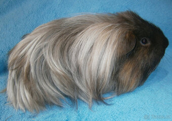Sheltie morče - 5