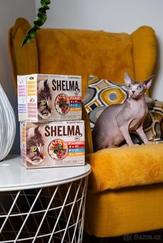 Sphynx - 5