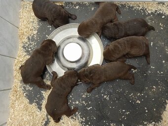 Štěňátka labradorského retrievera - 5