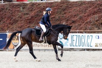 Prodám 4 letou kobylku vhodnou do vyššího sportu - 5