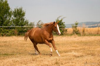 AQH TOP klisna po PG Gunpowder - 5