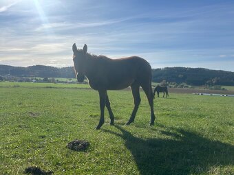 Kobyla s hříbětem - 5