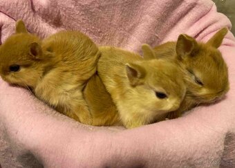 Zakrslý králíček - Červení saténoví, Lvíčci, Morčátka - 5