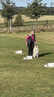 krytí CHOVNÝM PES - australský ovčák s PP - 5