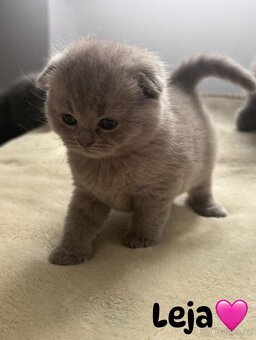 Skotská koťatká: Scottish fold a Scottish straight bez PP - 5