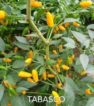 Semínka chilli papriček, paprik a rajčat - 5