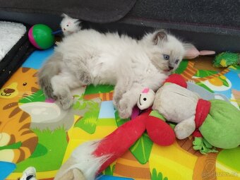 Ragdoll koťátka - 5